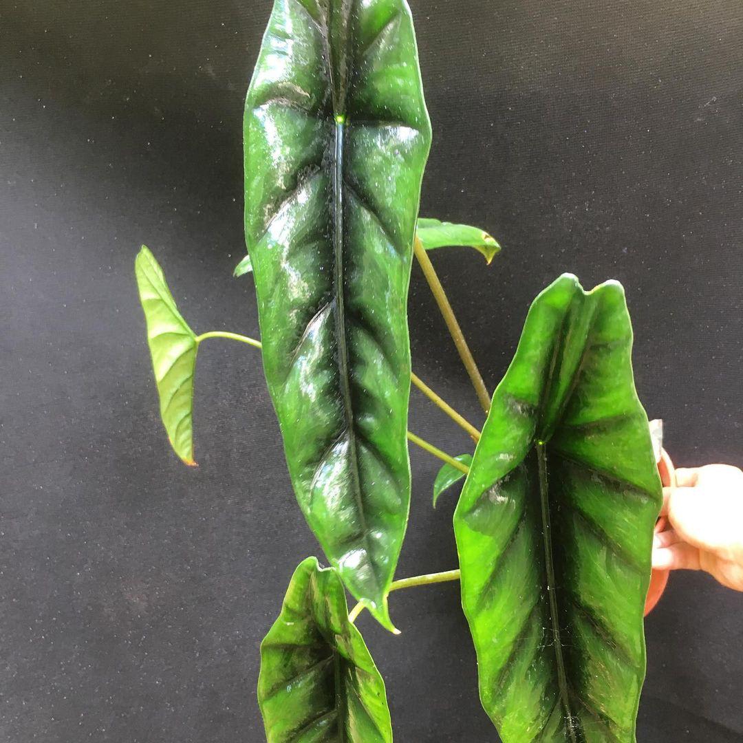 Alocasia venusta