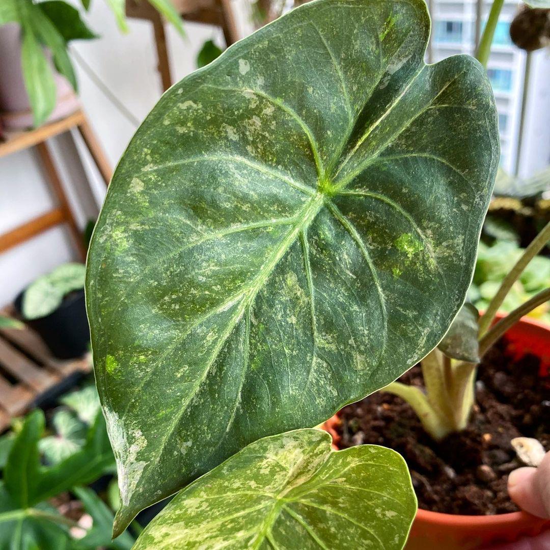 Alocasia Wentii Variegata