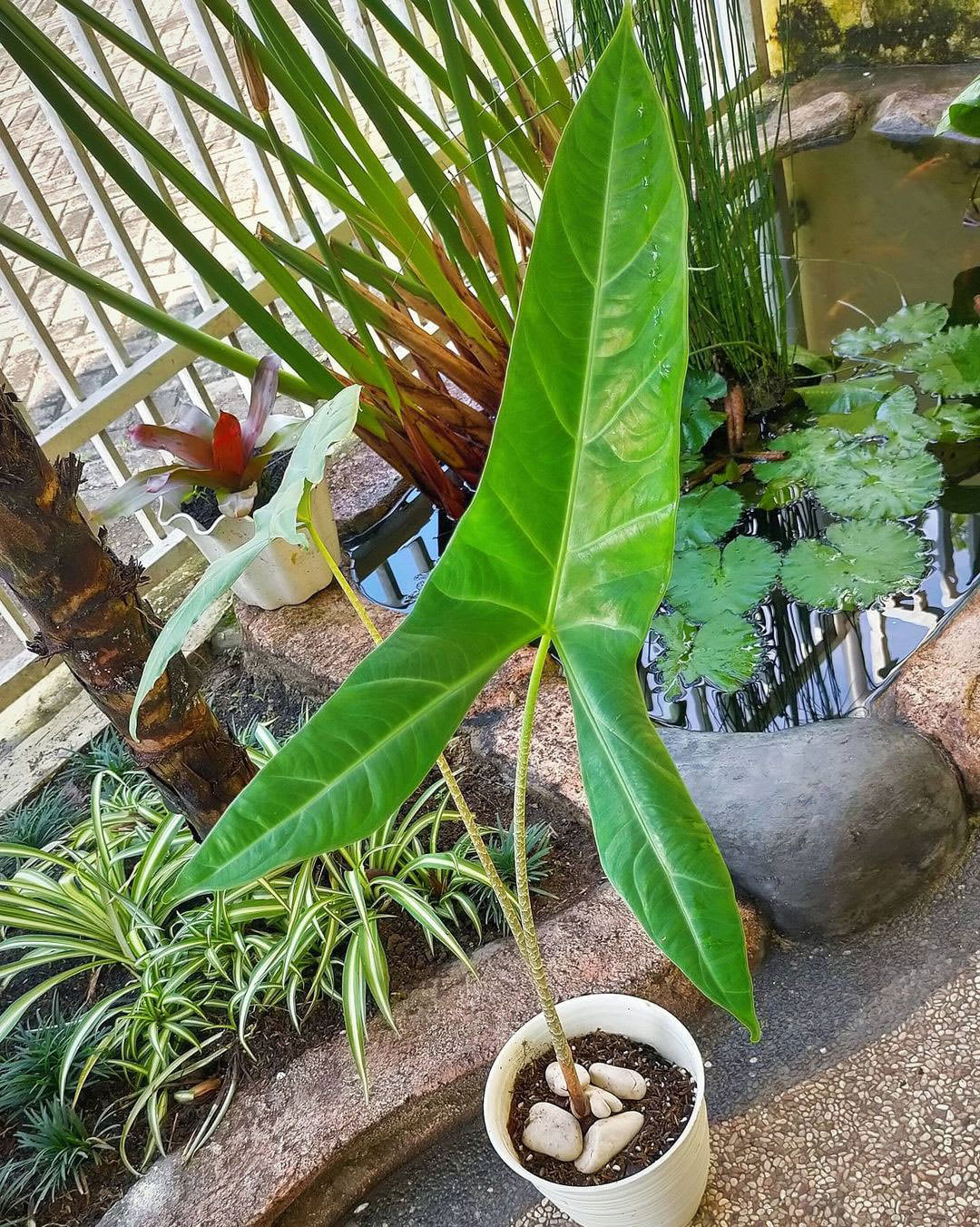 Alocasia wongii