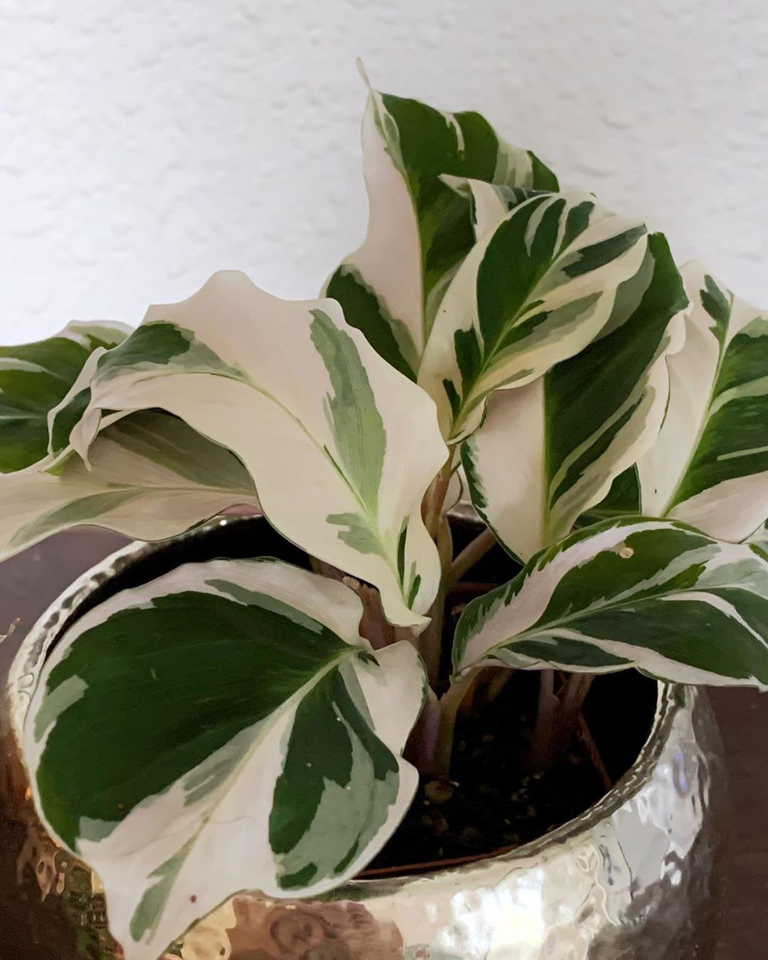 Goeppertia albertii 'White Tiger'