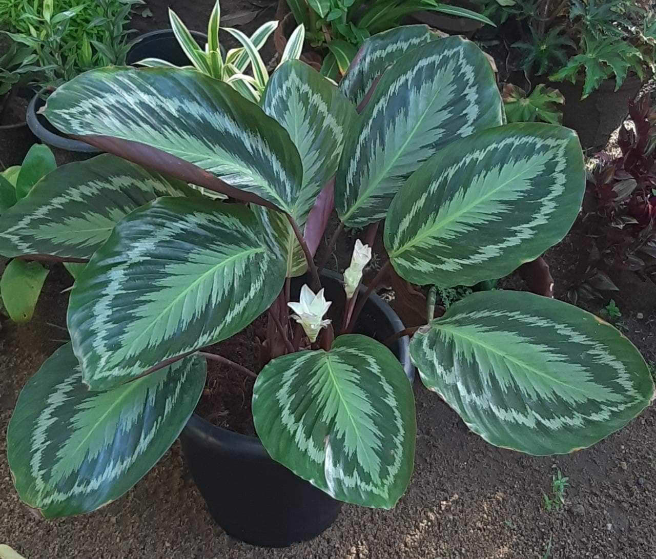 Goeppertia × Bicajoux Anaconda Green