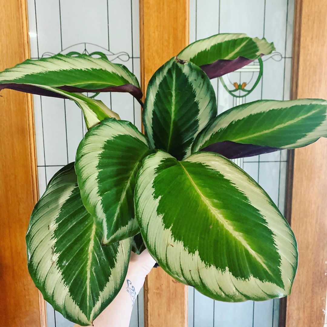 Goeppertia × Bicajoux Cobra Pink