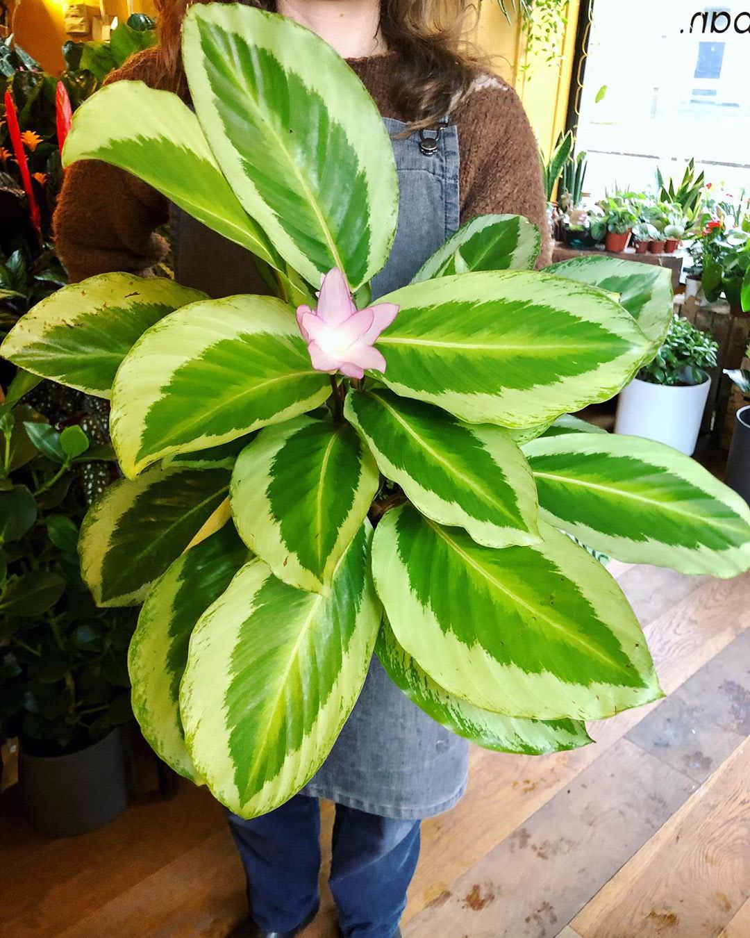 Goeppertia × Bicajoux Gekko Pink