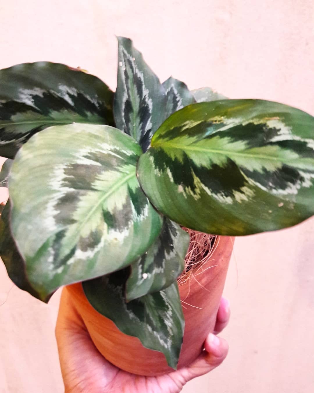 Goeppertia chimboracensis