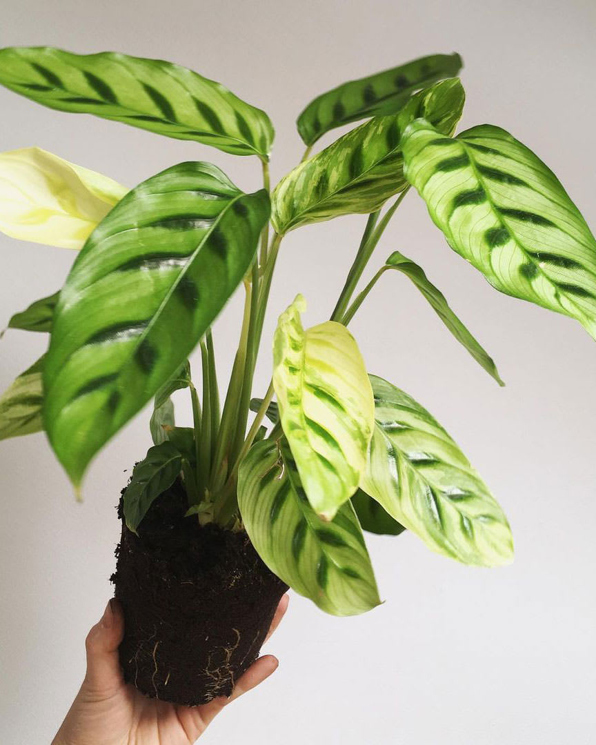 Goeppertia concinna 'Variegata'