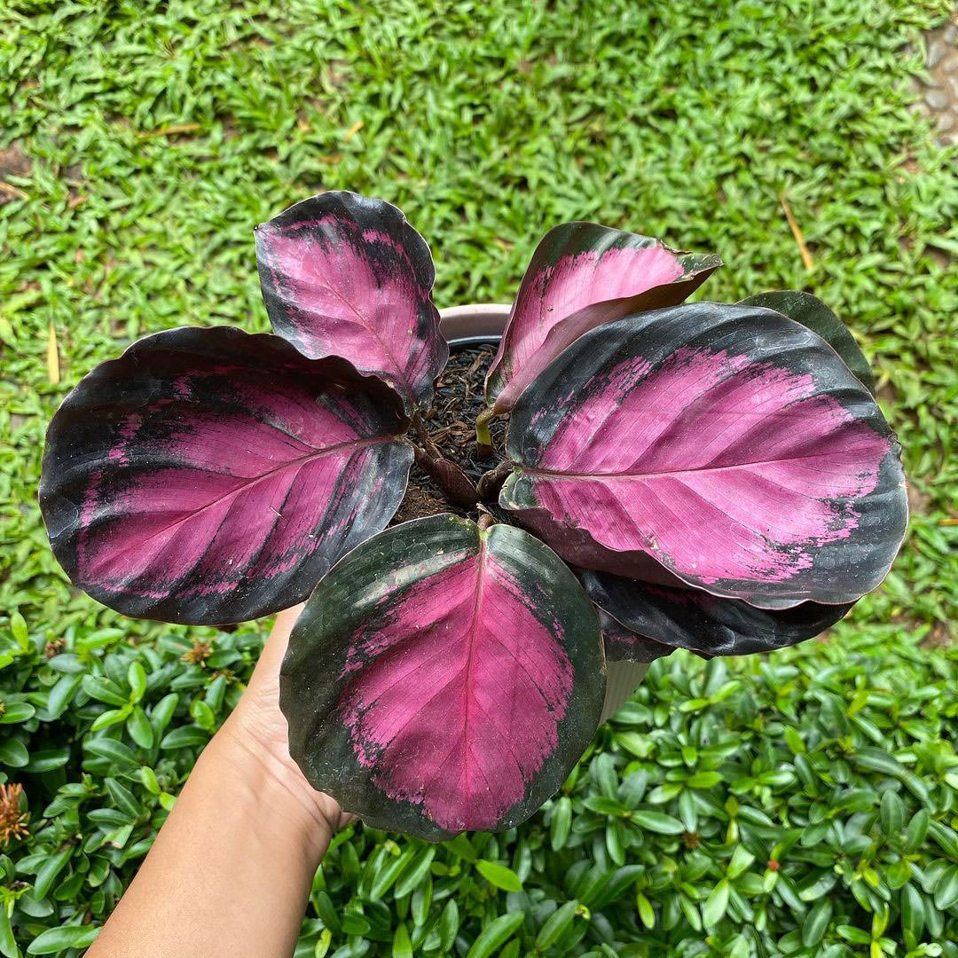 No Id (Goeppertia Crimson)