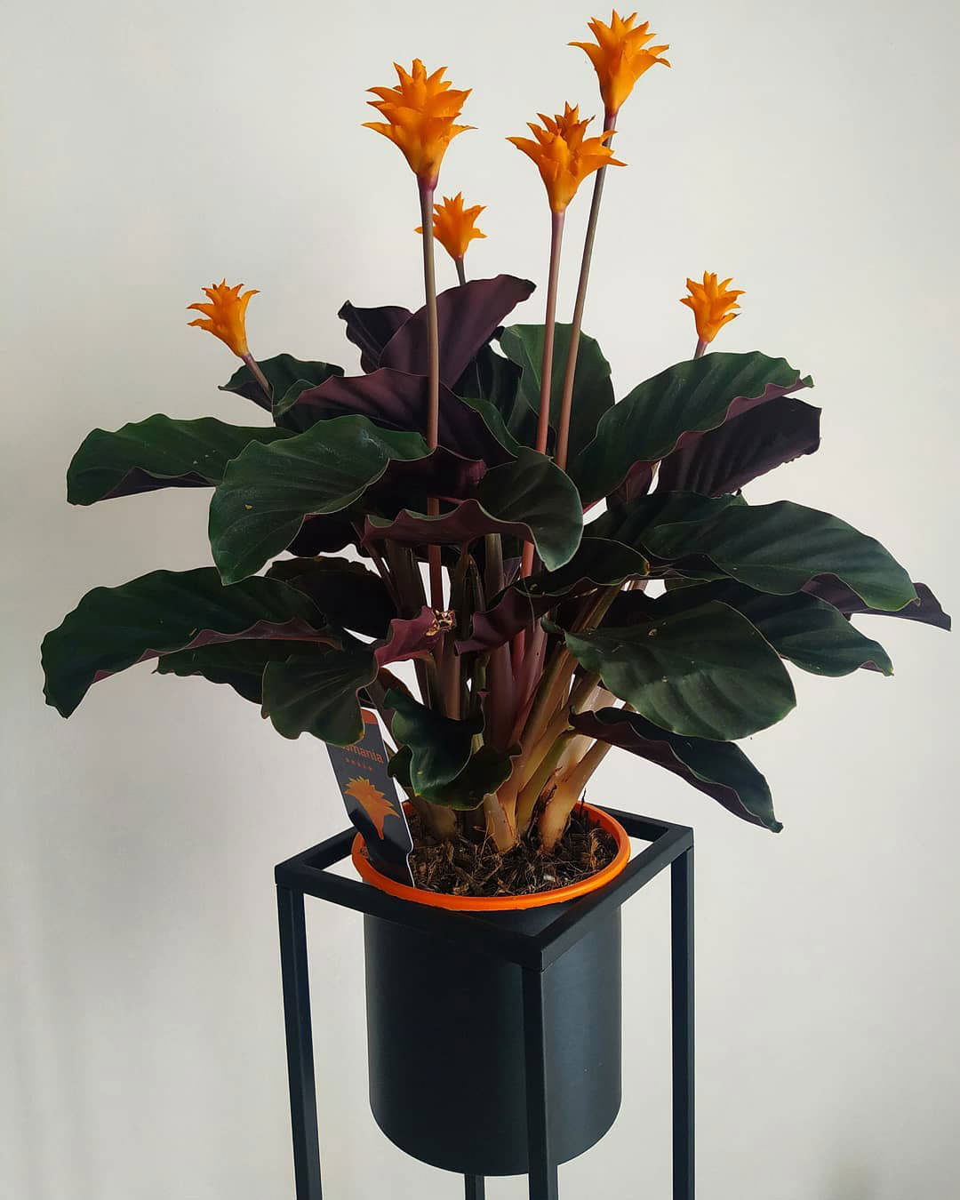 Goeppertia crocata 'Tassminia'