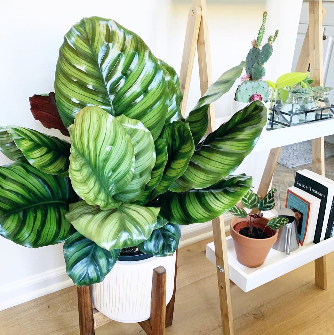 Goeppertia fasciata 'Borrusica'