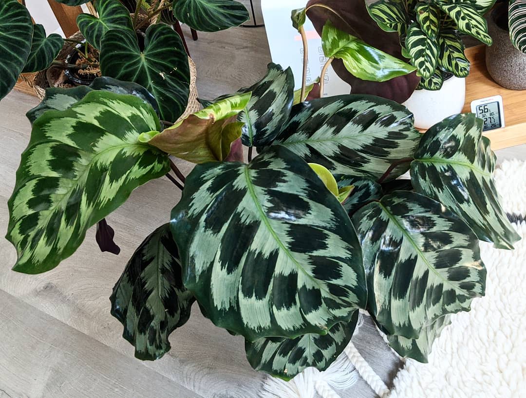 Goeppertia × Helen Kennedy