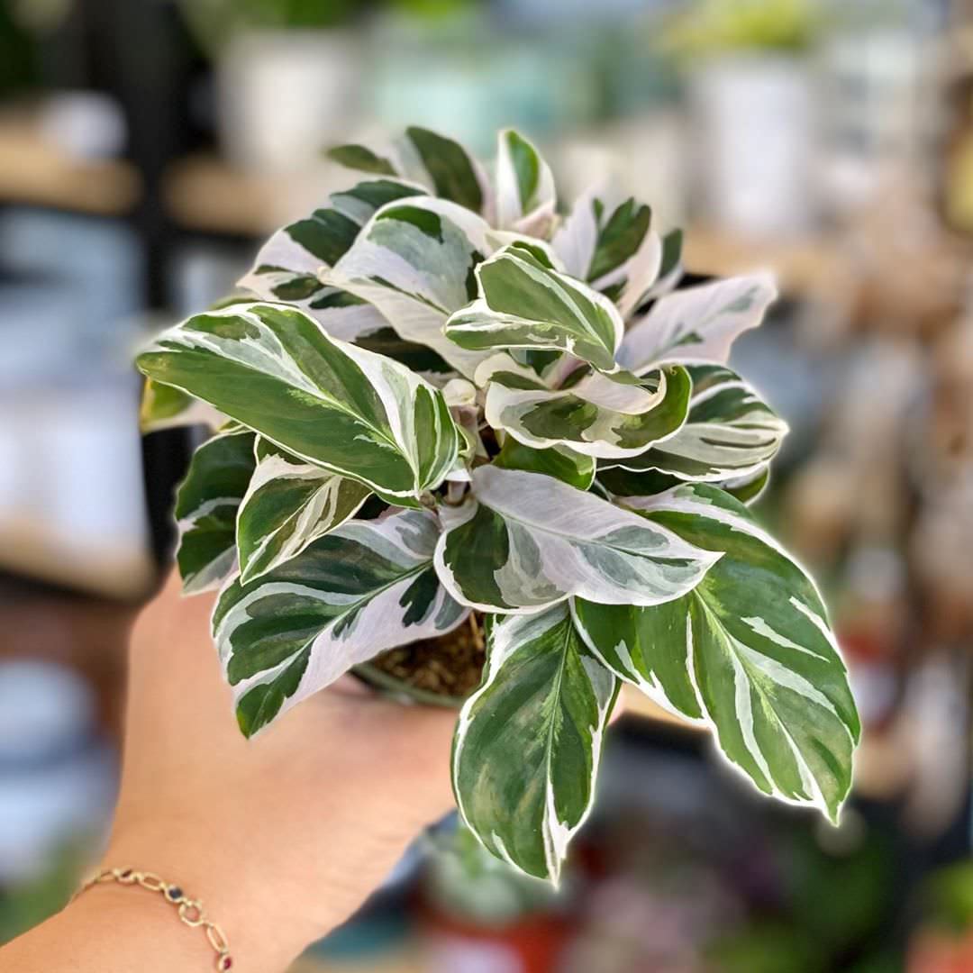 Goeppertia lietzei 'Fusion White'