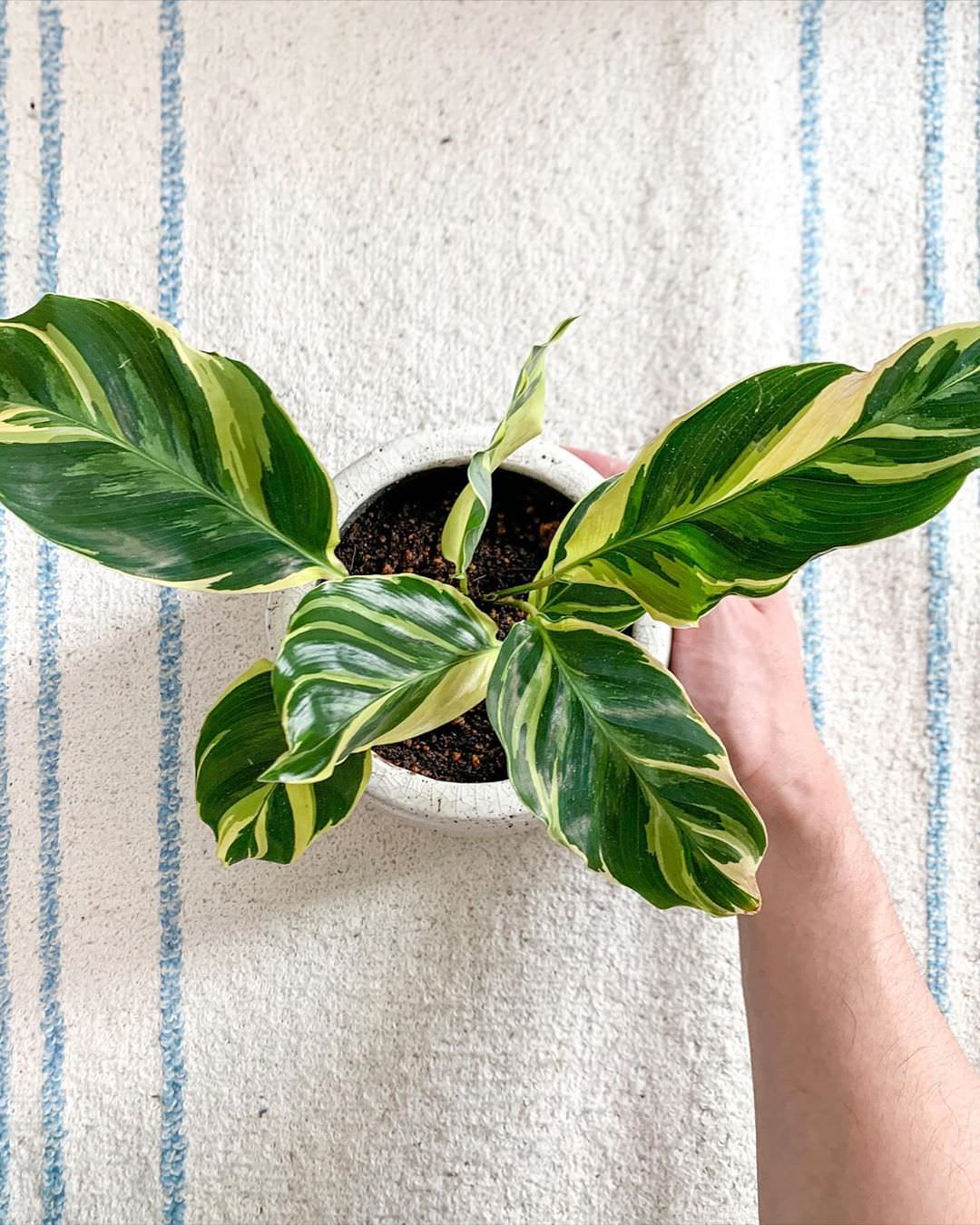 Goeppertia louisae 'Emperor'