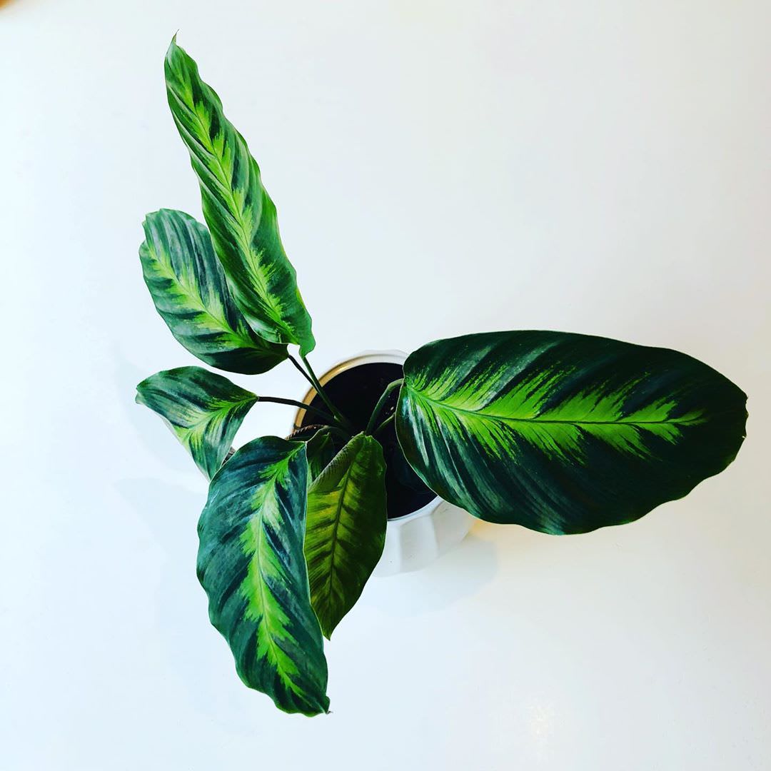 Goeppertia louisae 'Misto'