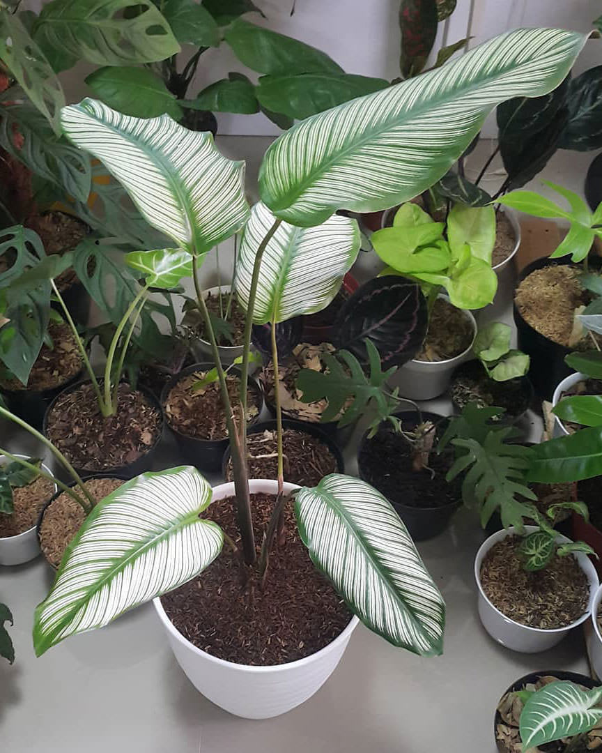 Goeppertia majestica 'Albolineata'