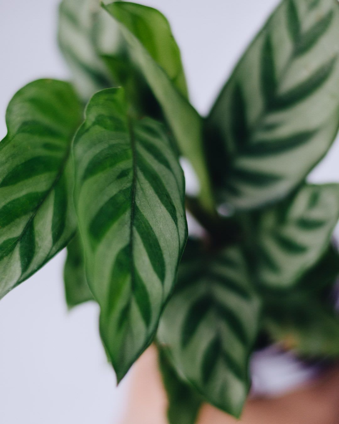 Goeppertia mirabilis