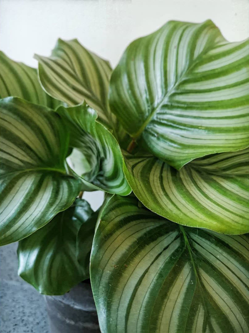 Goeppertia orbifolia