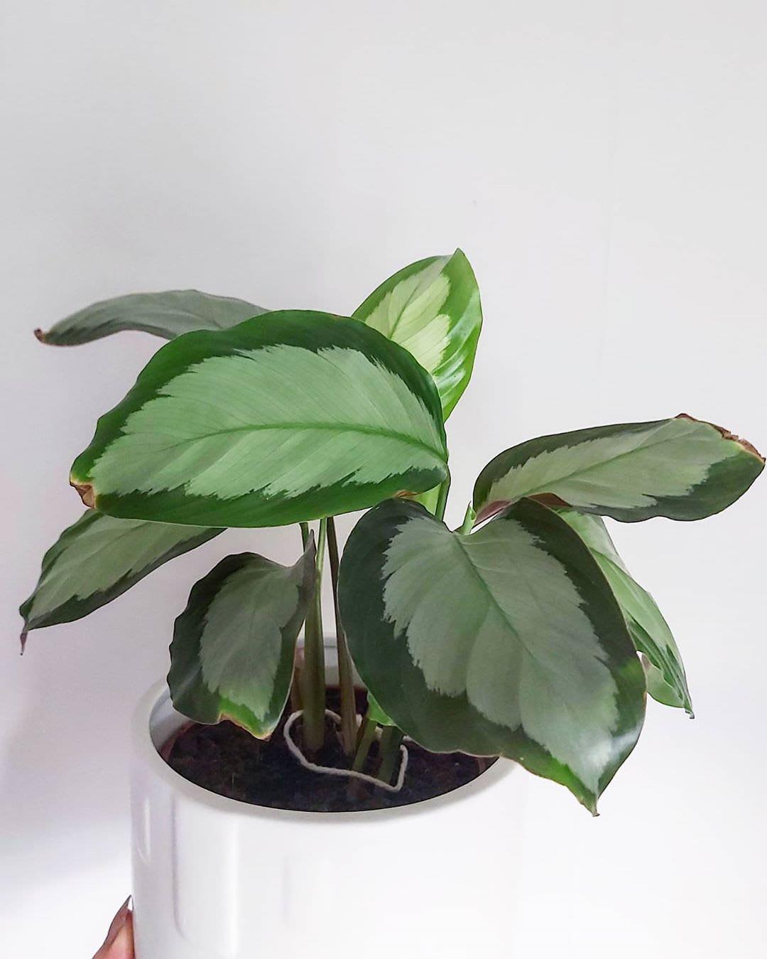 Goeppertia picturata 'Argentea'