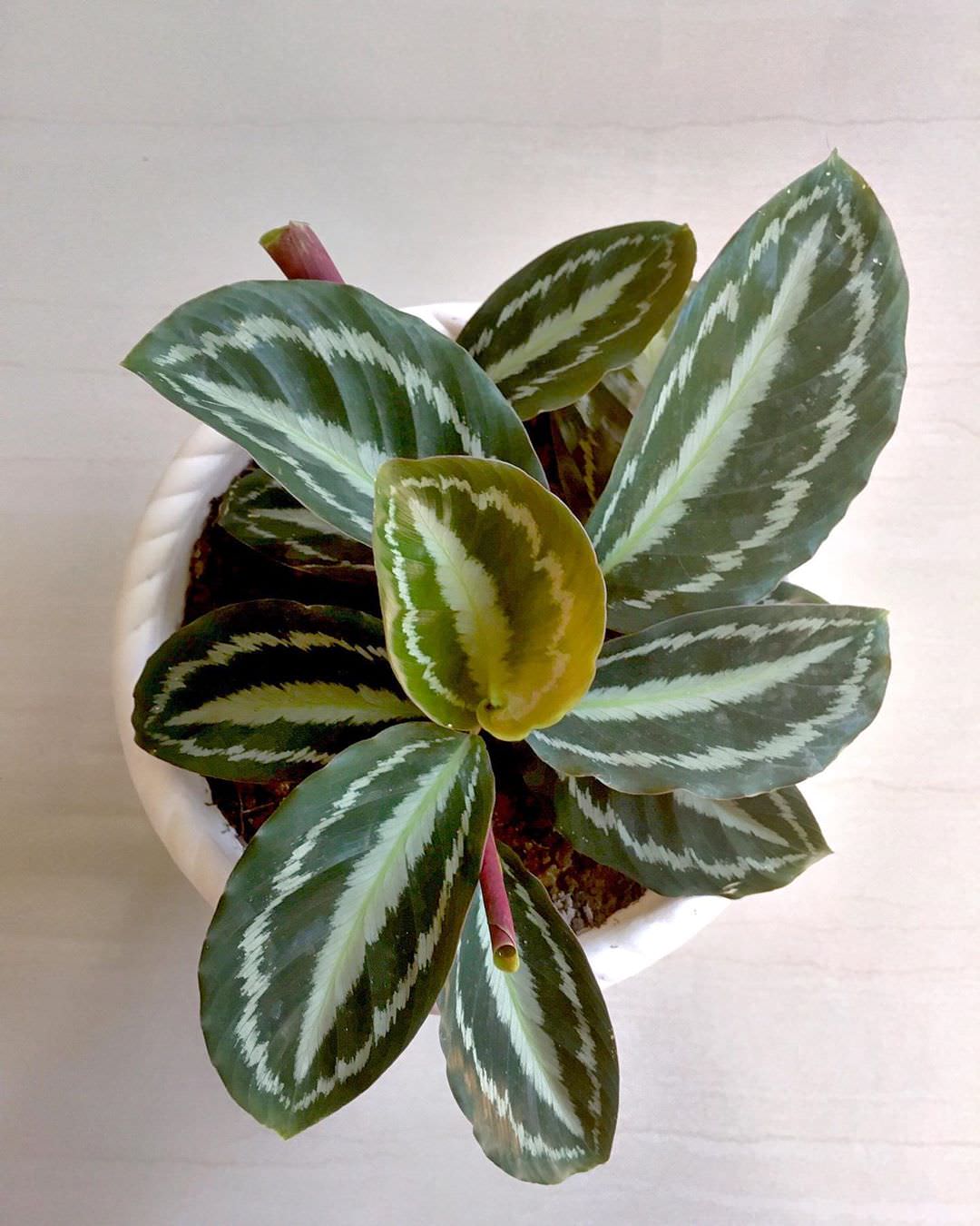 Goeppertia picturata