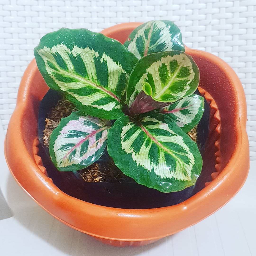 Goeppertia roseopicta 'Cora'