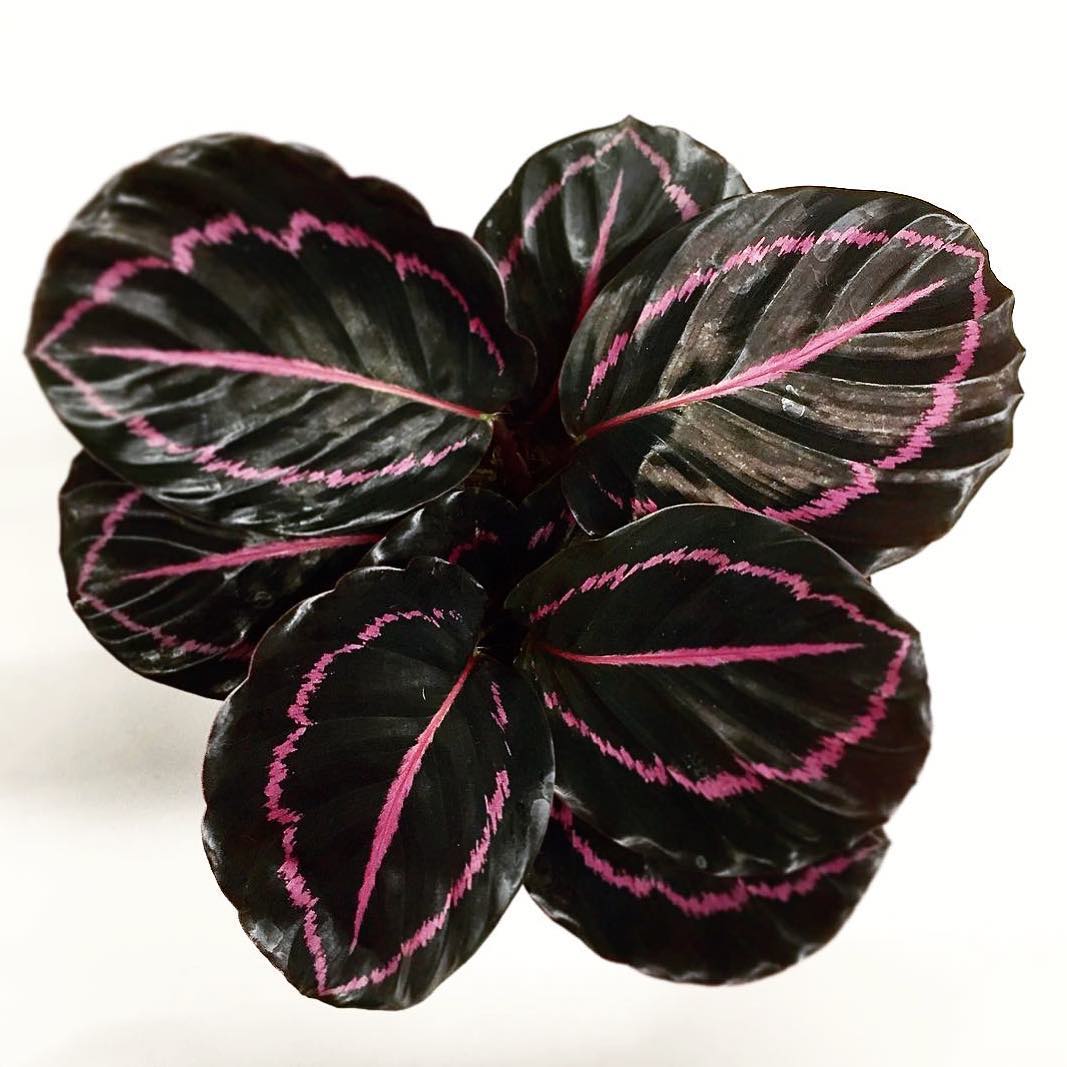 Goeppertia roseopicta 'Dottie'