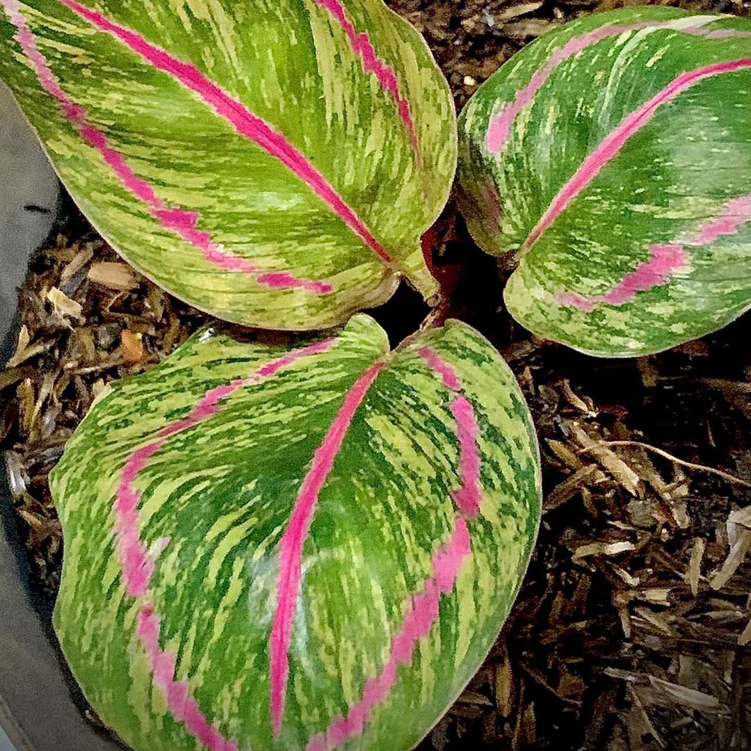 No id (Goeppertia roseopicta 'Eclipse' variegata)