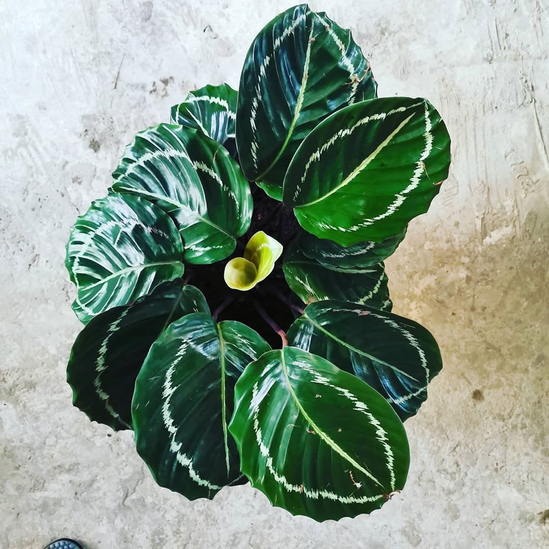 Goeppertia roseopicta 'Green Lipstick'