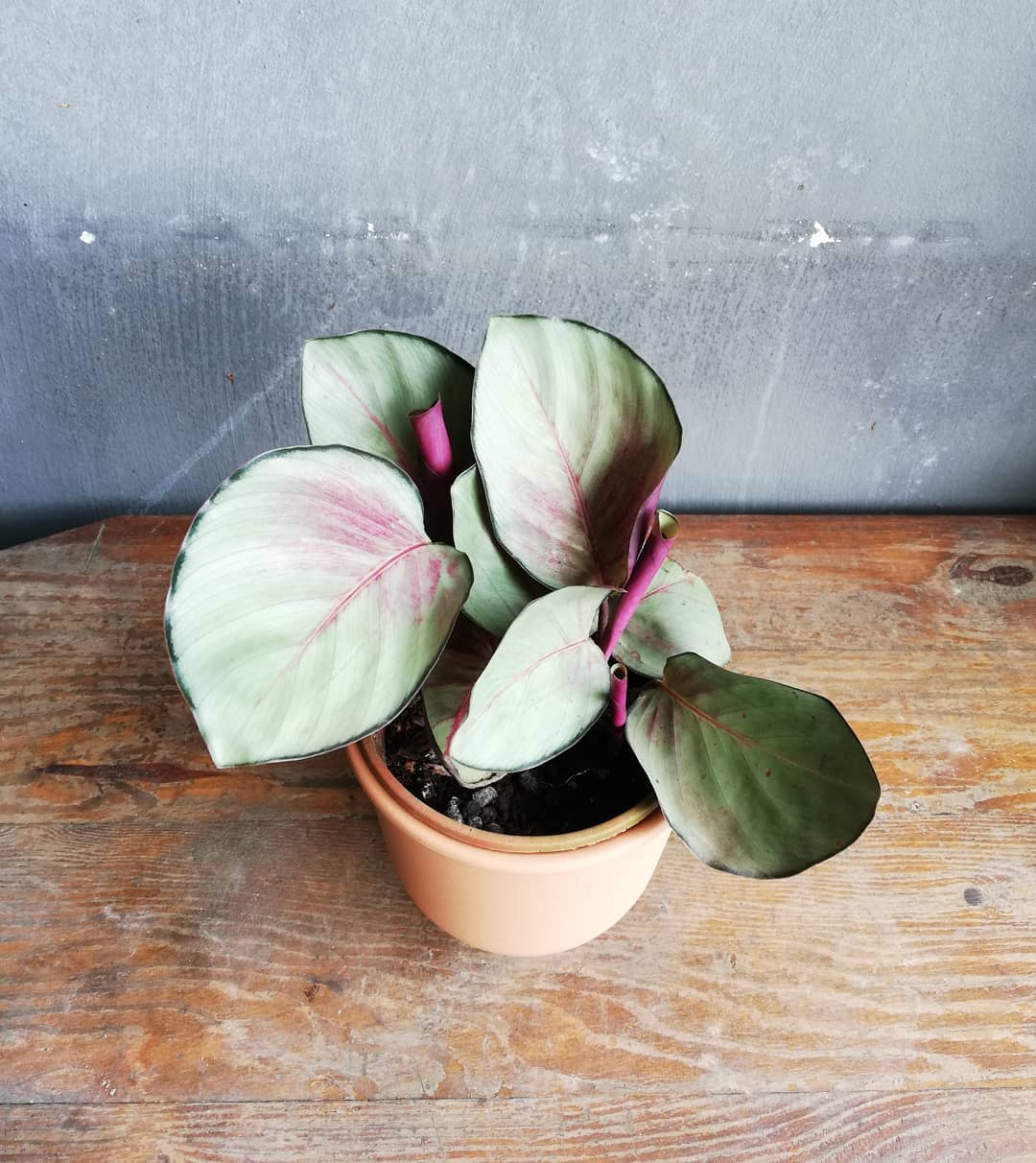 Goeppertia roseopicta 'Manoa Blush'
