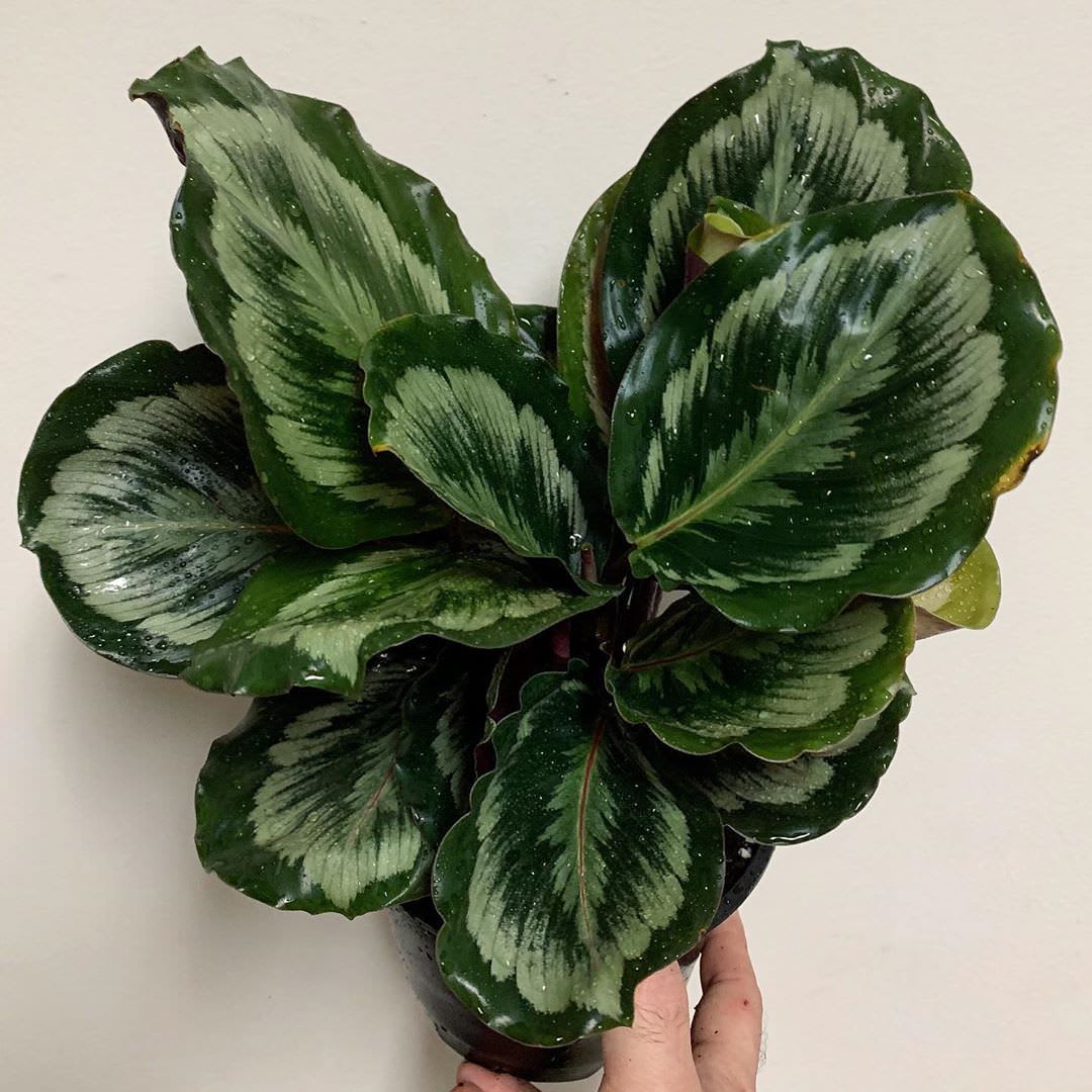 Goeppertia roseopicta 'Medallion V2'
