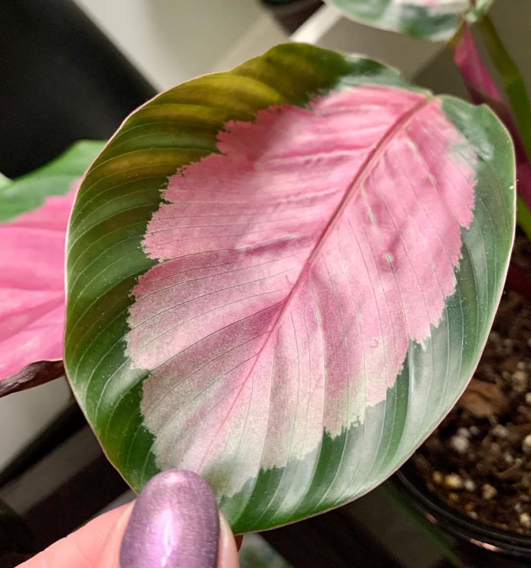 Goeppertia roseopicta 'Rosy'