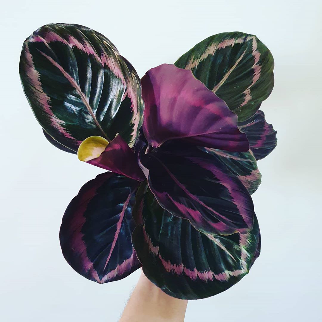 Goeppertia roseopicta 'Surprisestar'