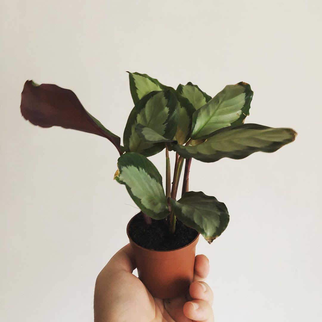 Goeppertia × Royal Standard