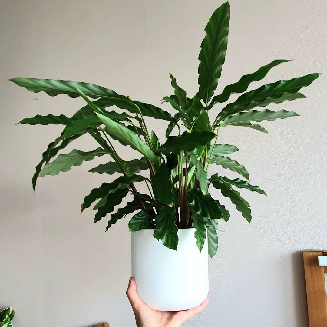 Goeppertia rufibarba 'Bluegrass'