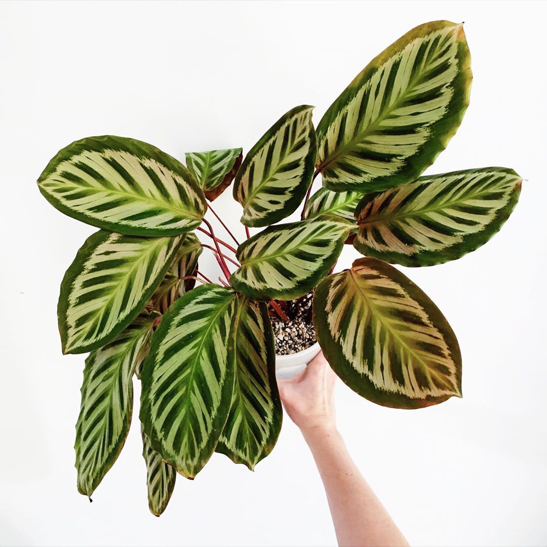 Goeppertia × TWYCA0041