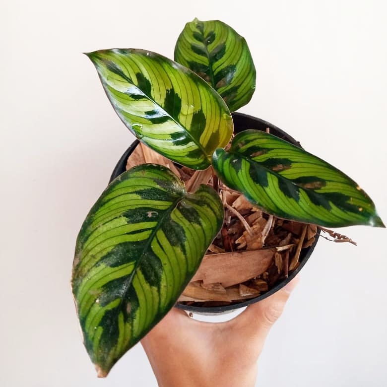 Goeppertia variegata