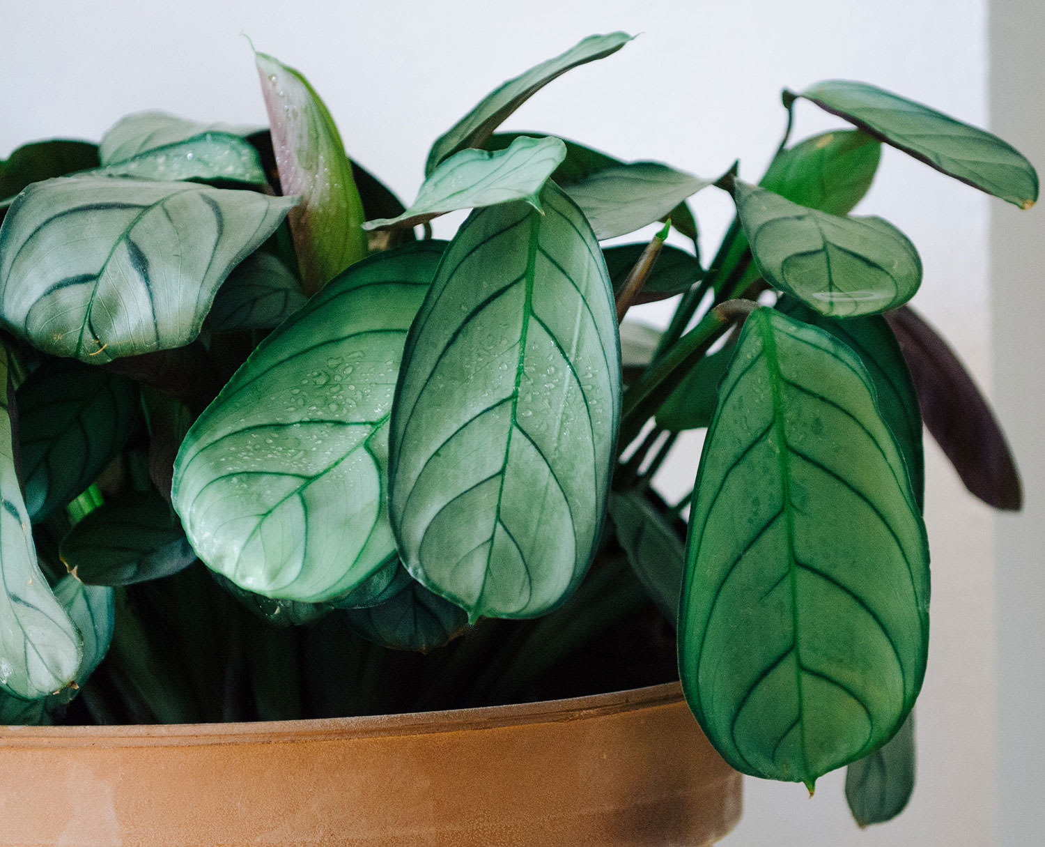 Ctenanthe burle-marxii ‘Amagris’
