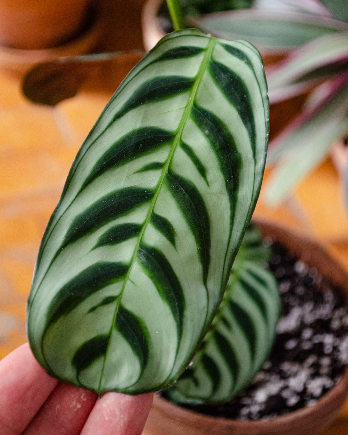 Ctenanthe burle-marxii