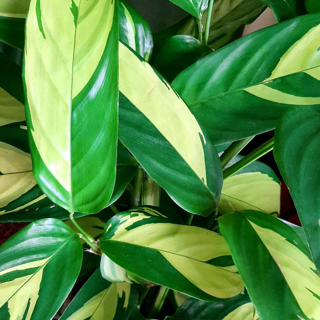 Ctenanthe marantifolia ‘Golden Mosaic’