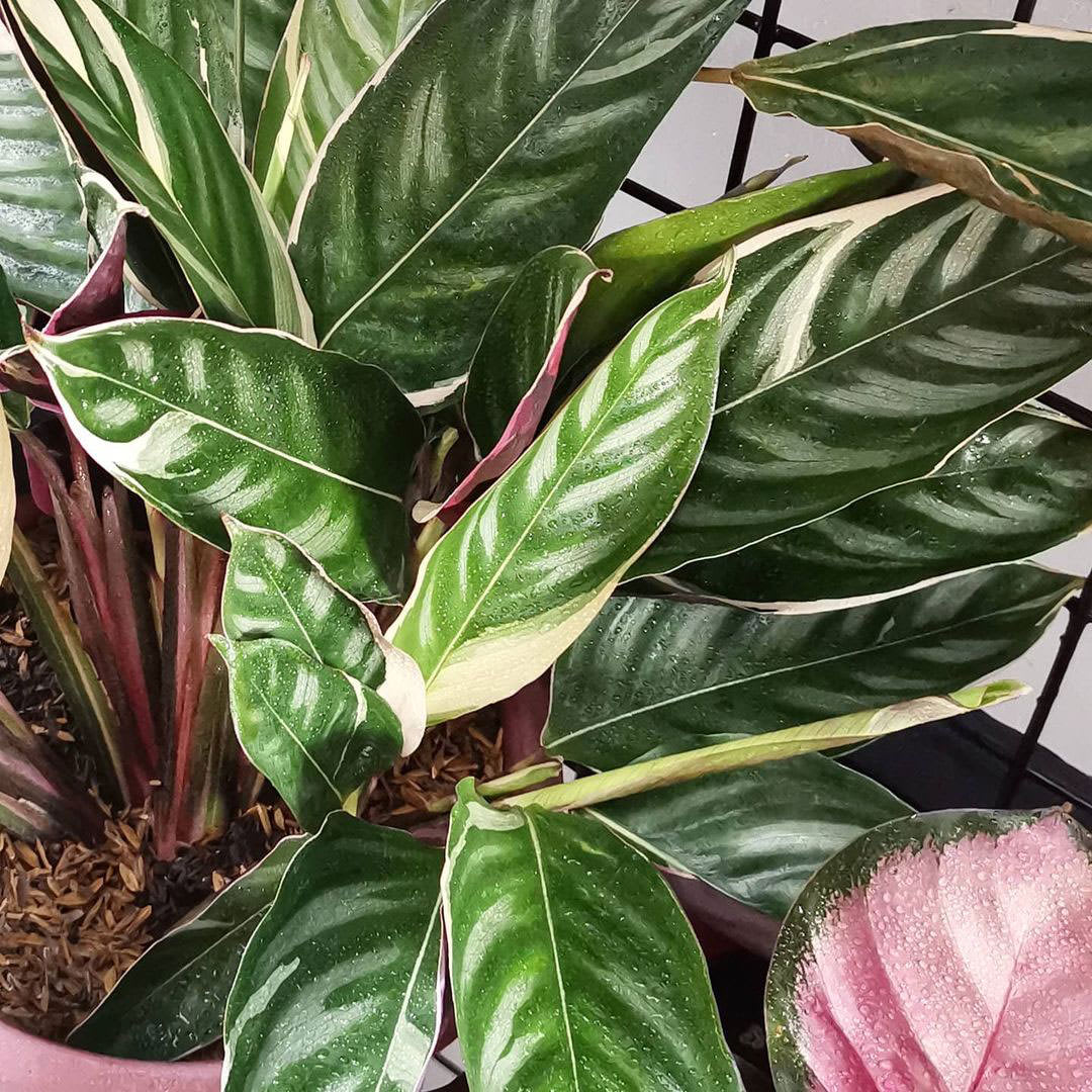 Ctenanthe oppenheimiana ‘Tricolor’