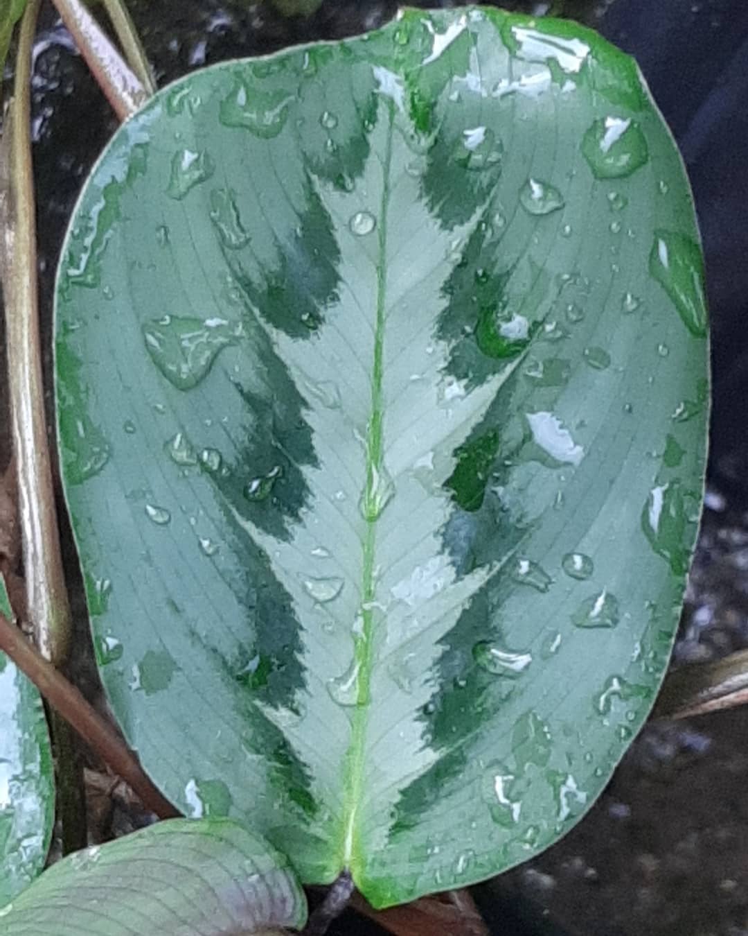 Maranta cristata 'Grizzle'
