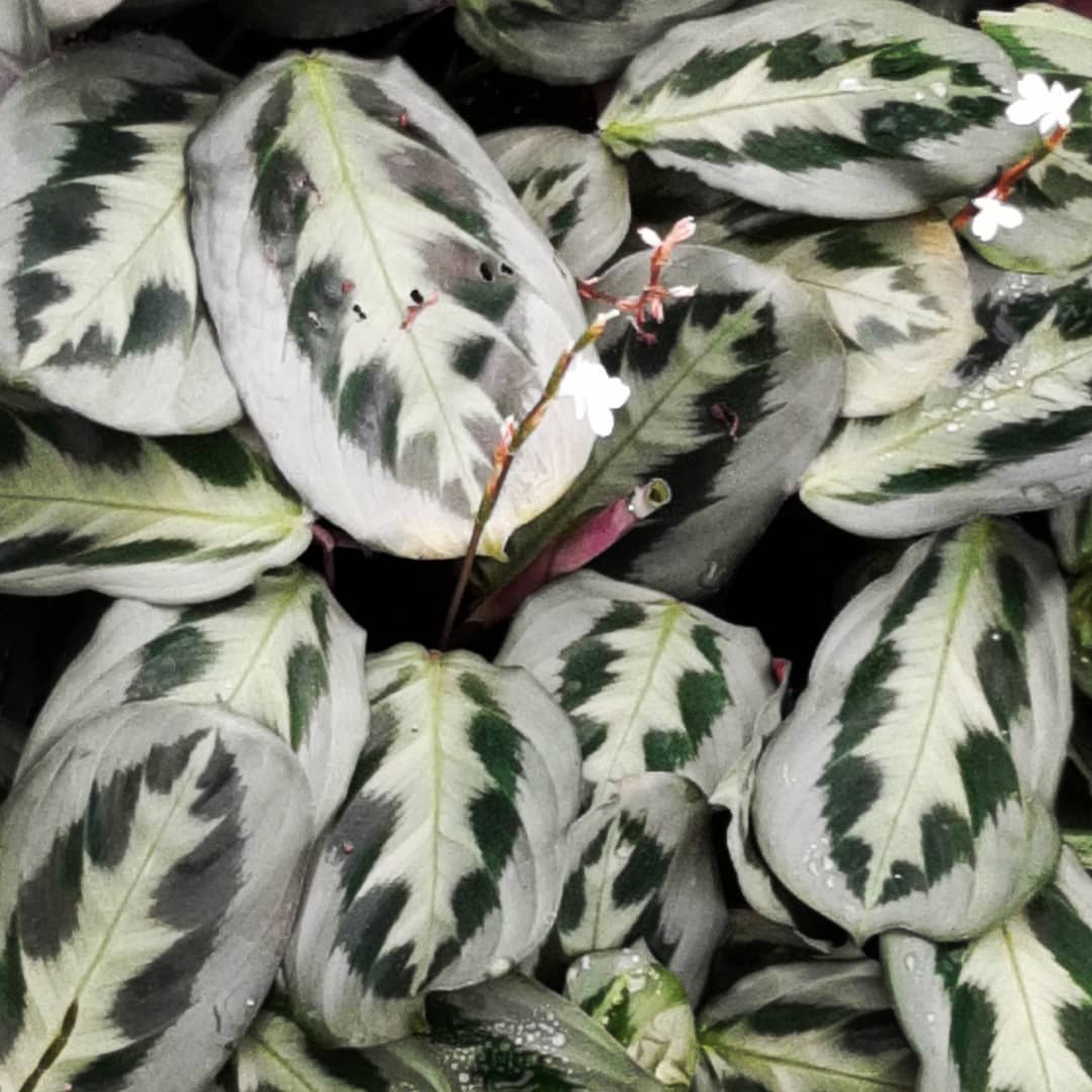 Maranta cristata 'Intense'