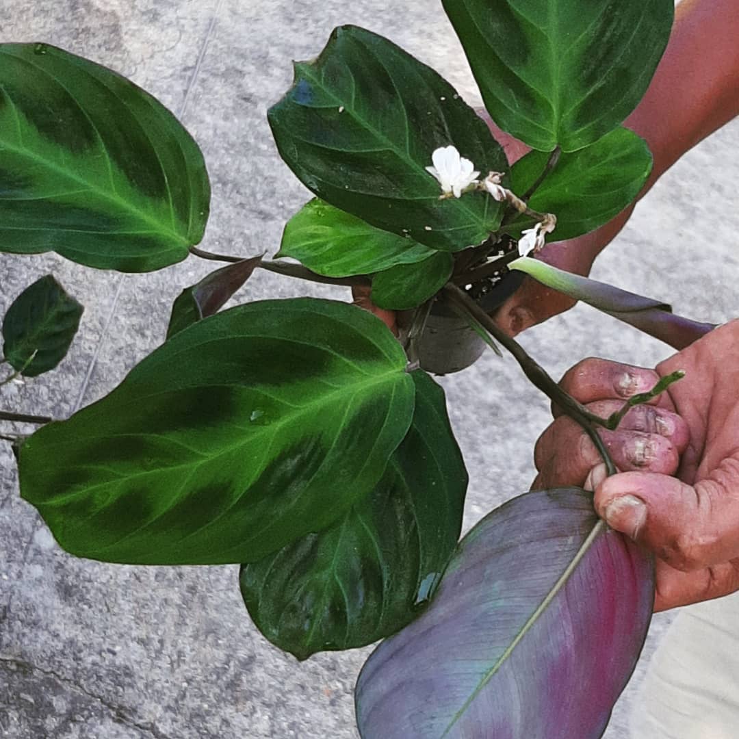 Maranta cristata 'Obscure'