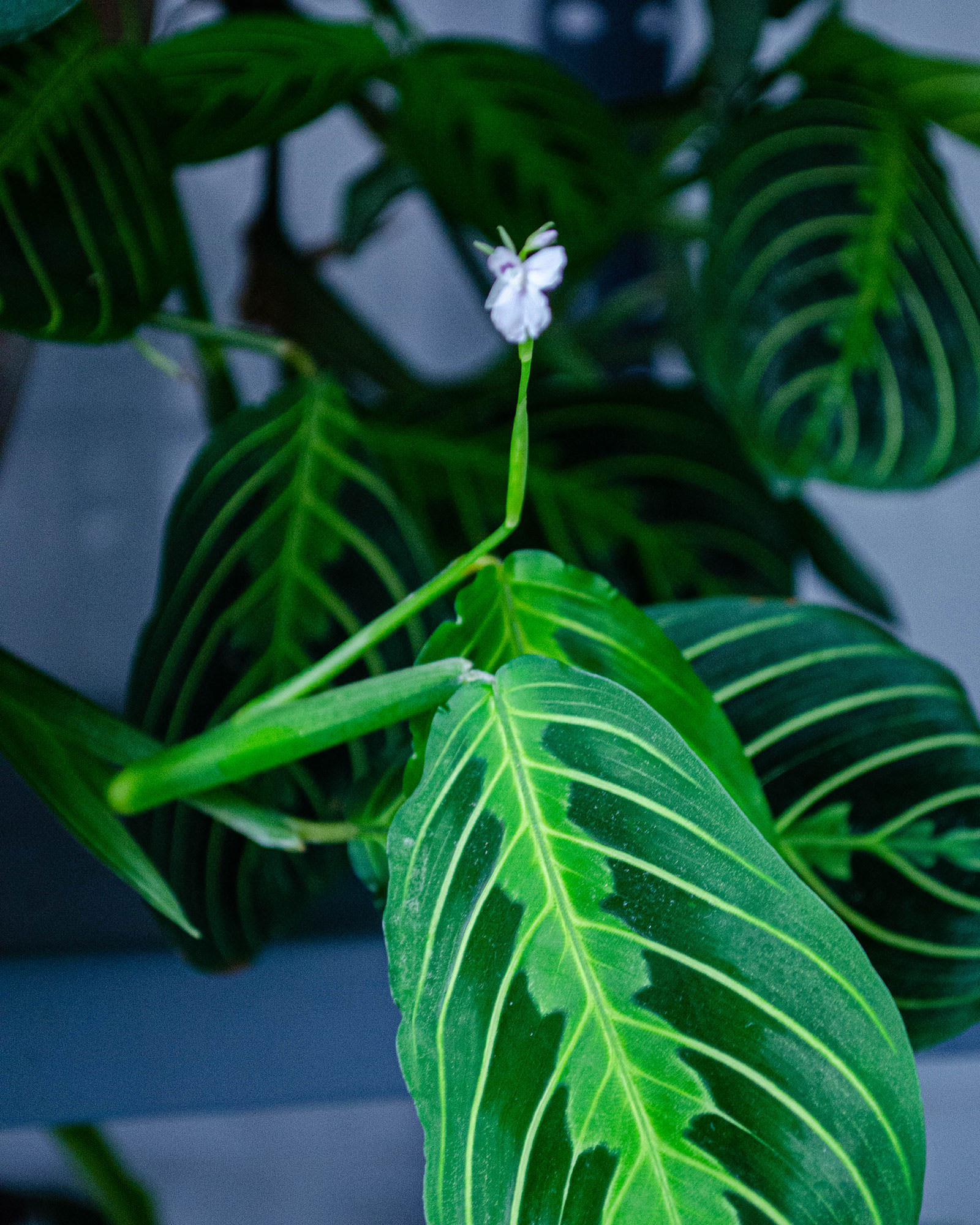 Maranta leuconeura 'Lemon Lime'