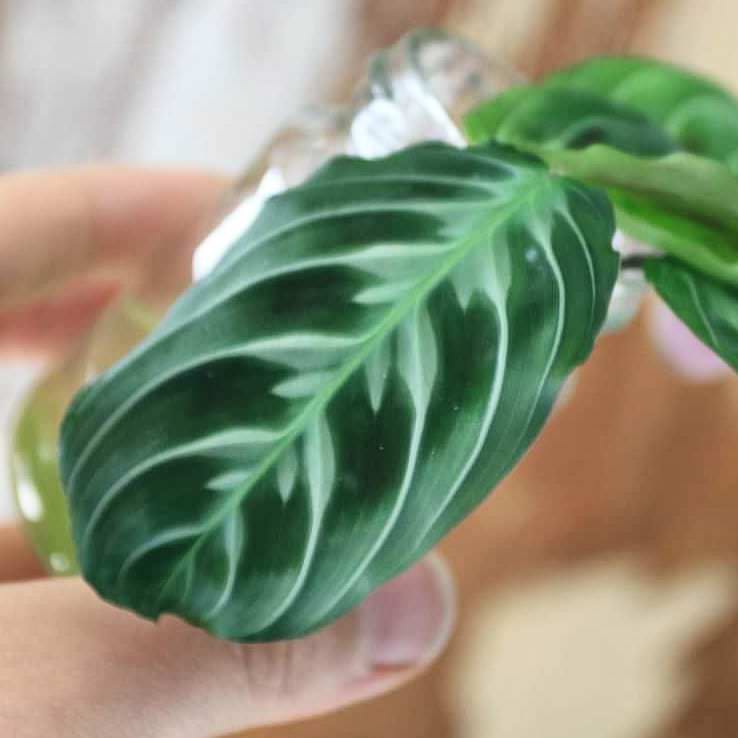 Maranta leuconeura NoID