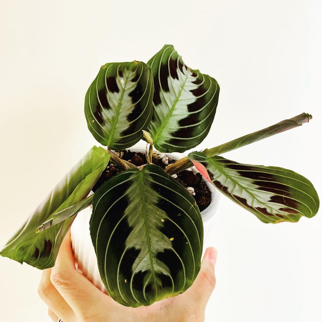 Maranta leuconeura var. massangeana