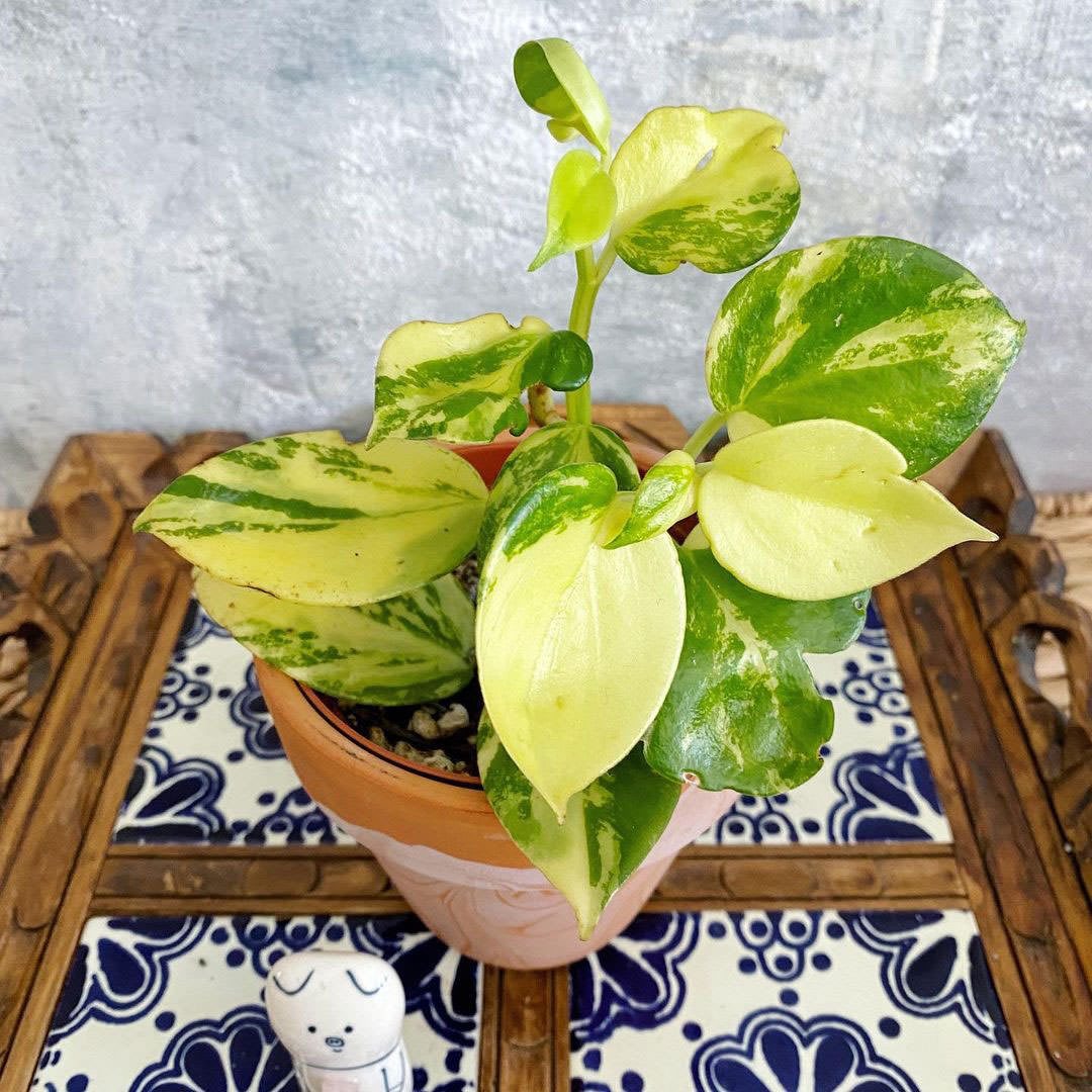 Peperomia acuminata 'Variegata'
