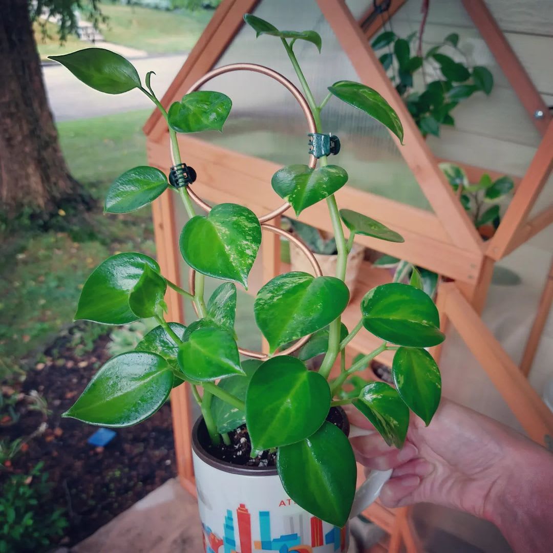 Peperomia acuminata
