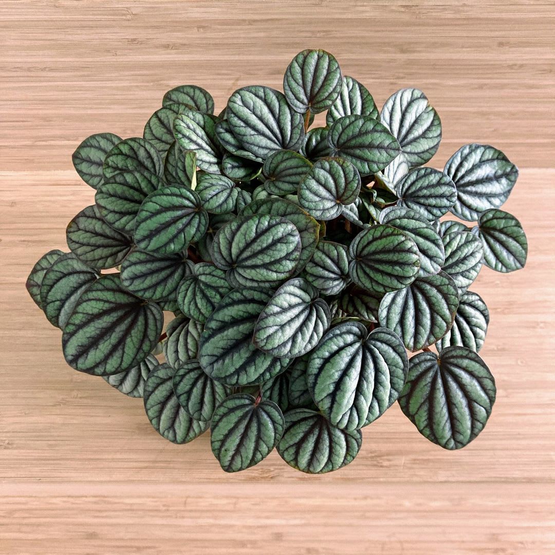 Peperomia albovittata 'Mystique'