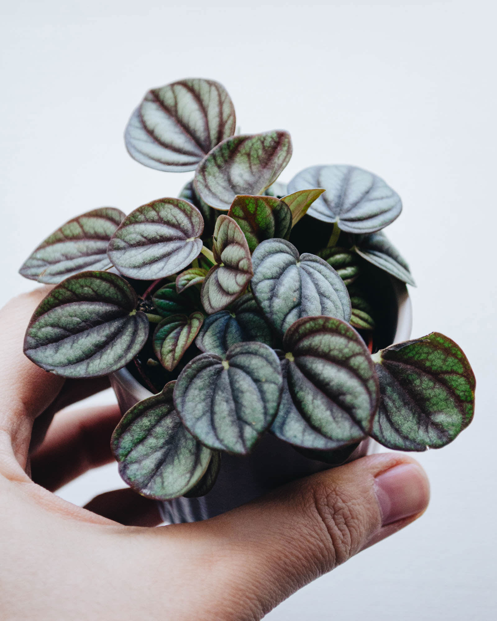 Peperomia albovittata 'Piccolo Banda'