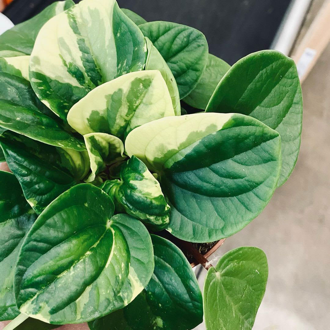 Peperomia albovittata 'Rana Verde Variegata'