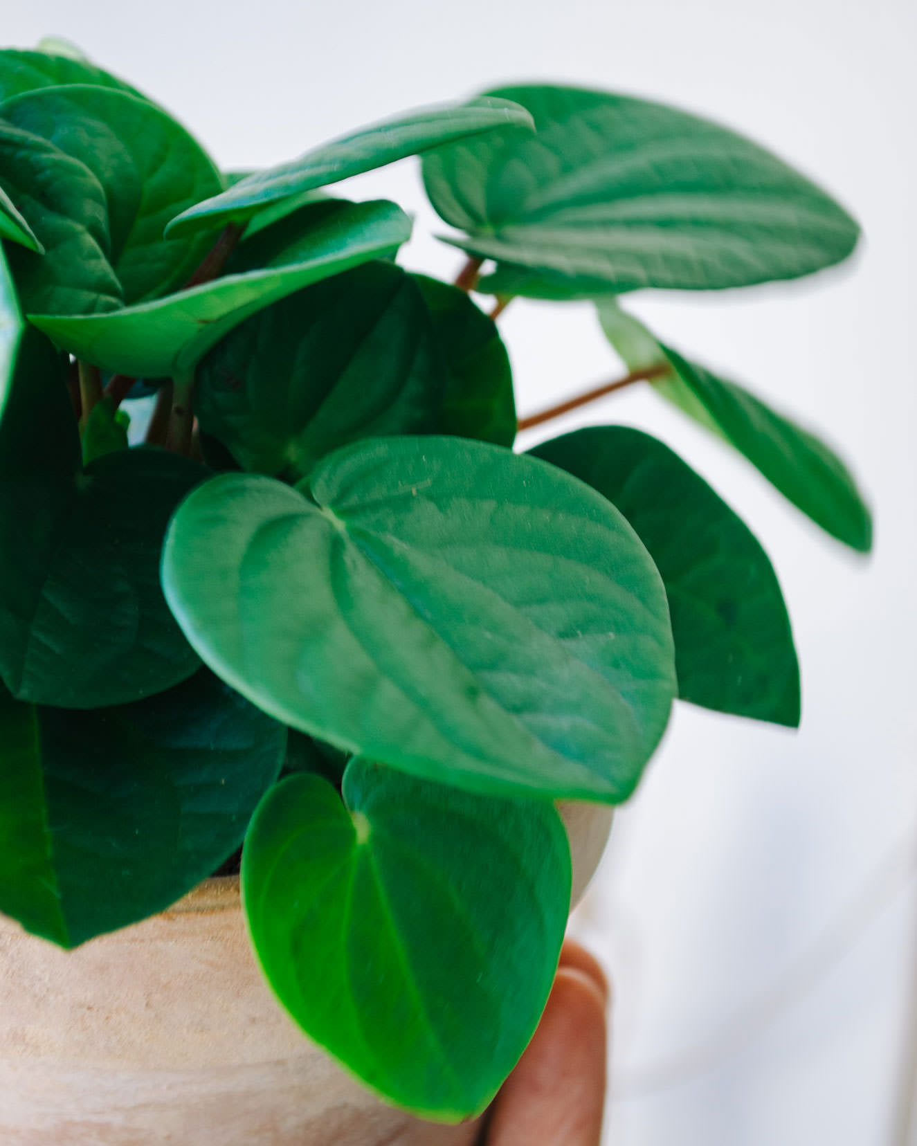 Peperomia albovittata 'Rana Verde'