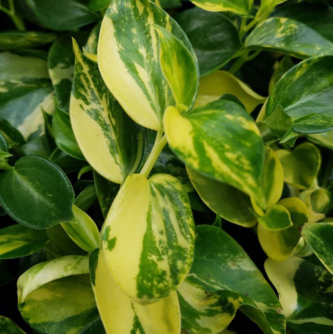 Peperomia angustata 'Variegata'